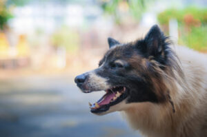 How Thomas C. Grajek, Attorney At Law Can Help After a Dog Bite Accident in Lakeland, FL