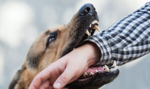 Why Choose Thomas C. Grajek, Attorney At Law, to Help Me With My Dog Bite Claim in New Port Richey?